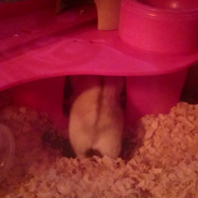 ☆プリンちゃんの失態...(∩´﹏`∩)の画像