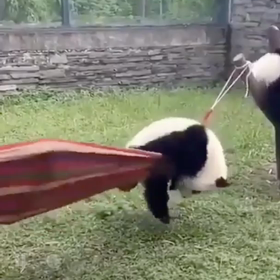 頑張れー！！の画像