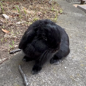 リタッチセルフドライ、脱毛は○印の画像