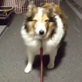 雪を浴びたの画像