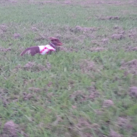 走ります   by れもんの画像