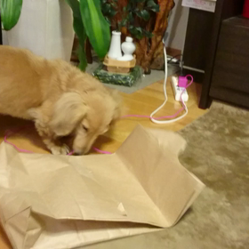 元気ガムの画像