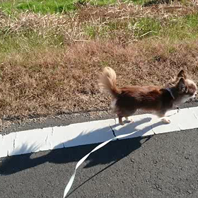 散歩です。の画像