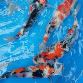 げきち～んの画像