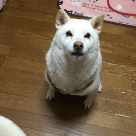 唐揚げ 大興奮 動画の画像
