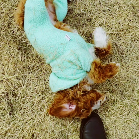 犬が服を着る意味を知る。-キャバプーエマの理由-の画像