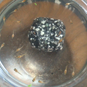 生後一週間＼(^o^)／の画像