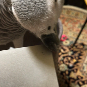 ヨウムの悪ガキちゃんの“齧る！！”を動画で☆の画像