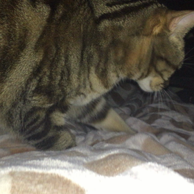 真似してるの？の画像