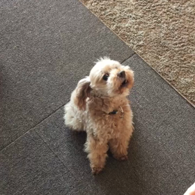 コカリナに合わせてワンコも歌います ♪の画像