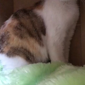 小夏さんの画像