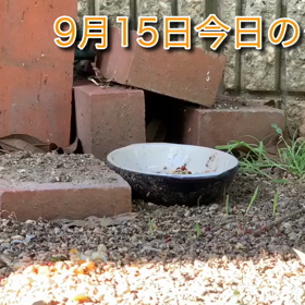 日曜のタロウ、うちのインコのオモシロイところ、庭のスズメたちの3本の画像