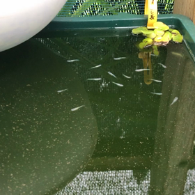 良いぞ！メダカの画像