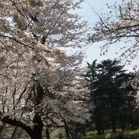 ♪お散歩動画♪代々木公園♪の画像