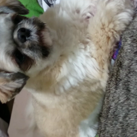 モップの訴え･･･の画像