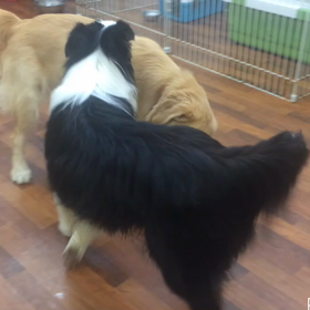 きんたろう君&ピースのお遊びの画像