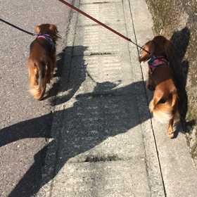 2週間ぶりの散歩の画像