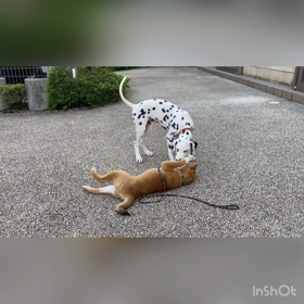 ただただ癒し動画♡の画像