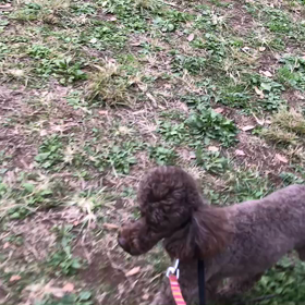 ♪お散歩動画♪代々木公園♪の画像