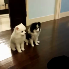 ジュノ君インスタ動画の画像