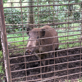 イノシシか…‼️の画像