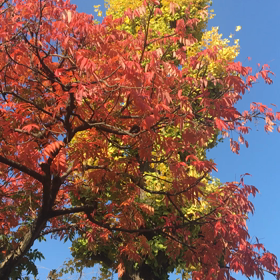 今日の動画の画像