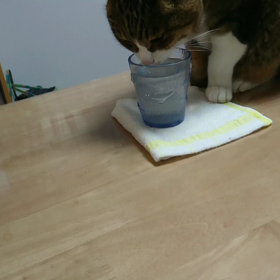 メメはここでも飲みますの画像