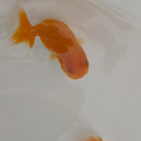 宇野系ランチユウの画像