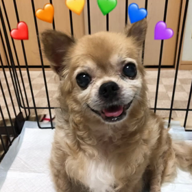 チワワ夏君 里親様募集はじめますの画像