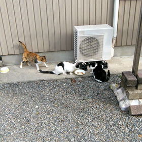 本日の猫ズの画像