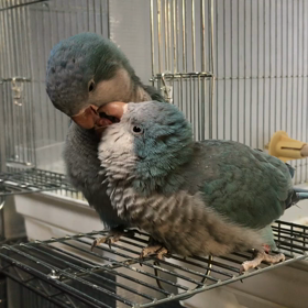 オキナインコの今日この頃 の画像