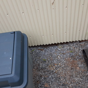 都内にも野生の小動物が普通に生活してるねー♪の画像