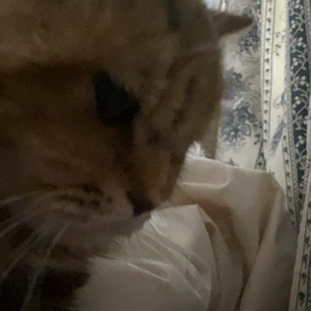 猫との歴史の画像