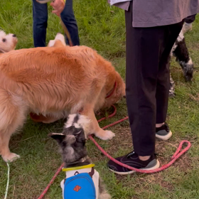 オヤツ争奪戦の画像