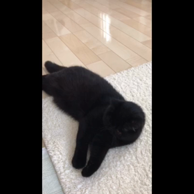 これっ！歩きなさい！(笑)の画像