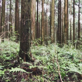 旧東海道歩き 三嶋大社〜箱根関所 7/9の画像