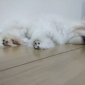 寝てるときは無防備(^^)の画像