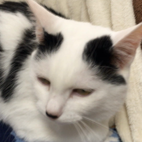 chatter catの画像