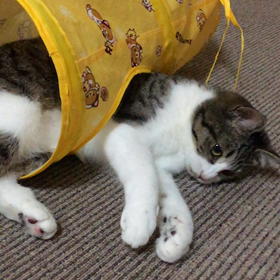 じゃらしの画像