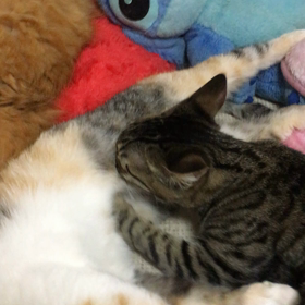 六歳なってもおっぱいの代わりにの画像