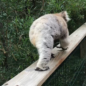 メルボルンでの年末年始の画像