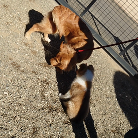 ラフコリークリークの画像