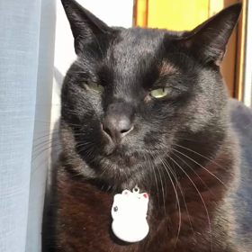 黒猫のイチロー ♂の画像