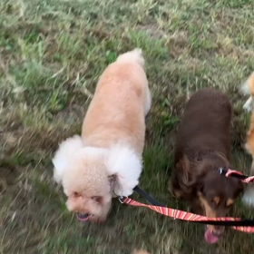 10月4日13わんこと1時間遠足  代々木公園の画像