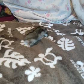 すったかたーの画像