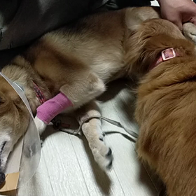 2021年5月10日月曜日の夜桃花てんかん発作起きてしまった。の画像