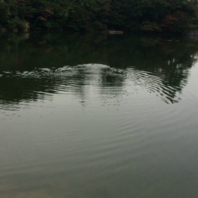 再度公園の鯉の画像