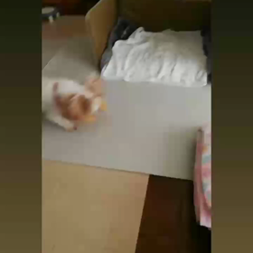 今日のいっくん ʕ ꈍᴥꈍʔの画像