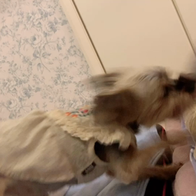 今日の小梅ⅩⅨの画像