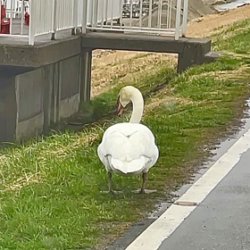 雨の日の白鳥さんの画像